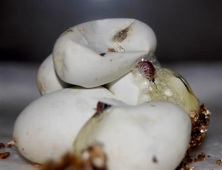 Slange æg billede 14