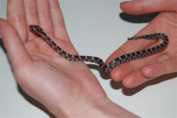 Slange æg - Her er de så, længe ventet billede 15