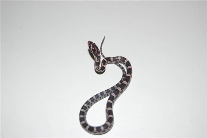 Slange æg billede 16