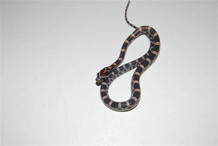 Slange æg billede 17