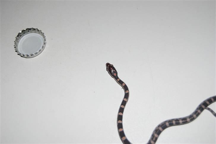 Slange æg billede 18