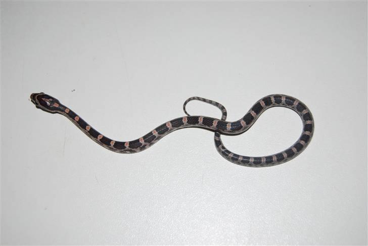 Slange æg billede 19