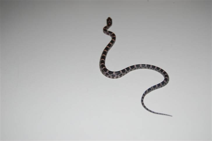 Slange æg billede 20