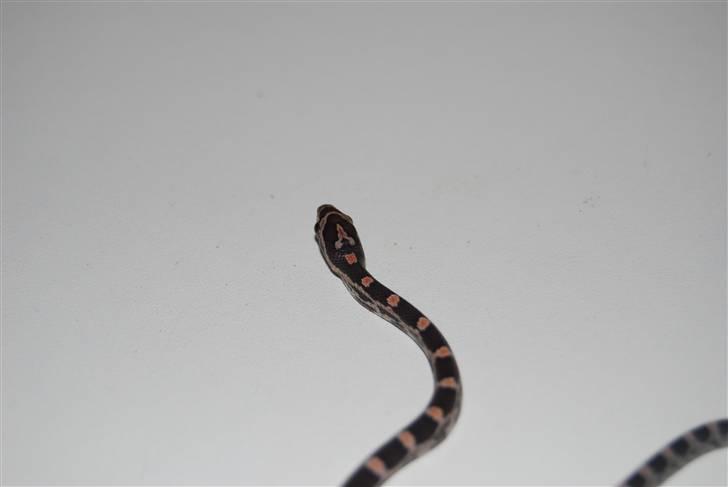 Slange æg billede 21