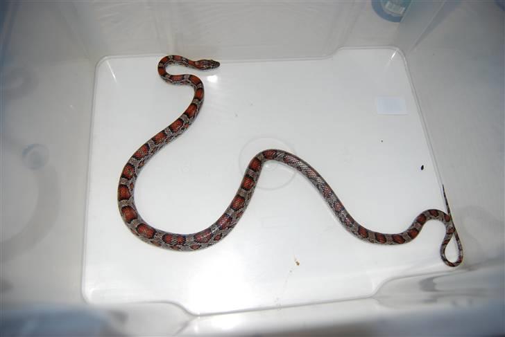 Slange æg - Og deres mor... billede 22