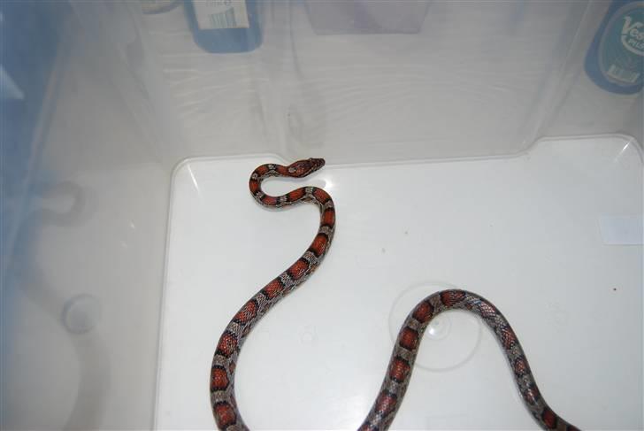 Slange æg billede 23