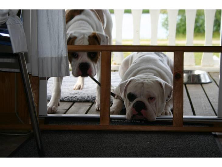 {{currentPhoto.altText}} billede {{currentPhoto.number}}