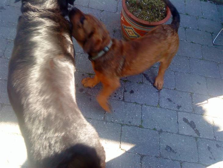 Hundene i mit liv billede 0
