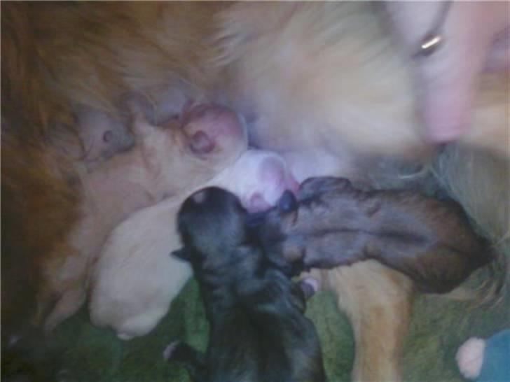 Pekingeser hvalpe - En time gamle:) billede 2