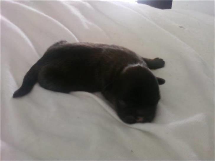 Pekingeser hvalpe - Arnold, han kom 4timer efter de andre . Han er en fantastisk lille guldklump billede 3