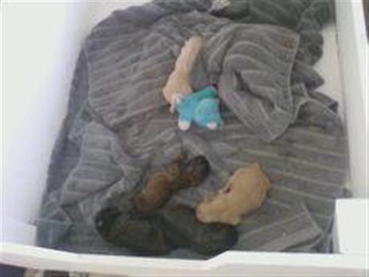 Pekingeser hvalpe billede 4