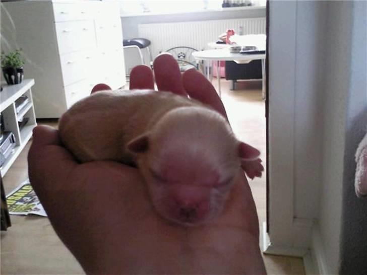 Pekingeser hvalpe - Kasper billede 5