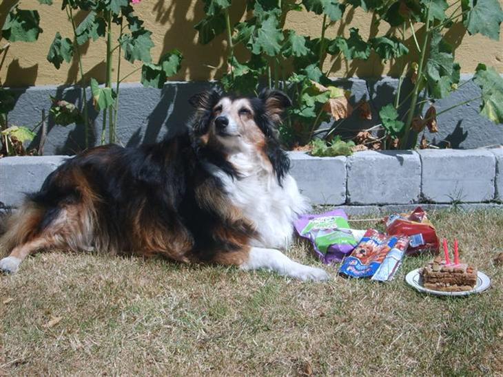 Soffi 11 års fødselsdag - Soffi med hendes kage og gaver :-) billede 20