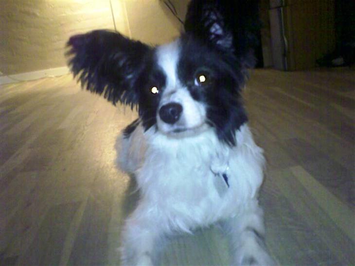 {{currentPhoto.altText}} billede {{currentPhoto.number}}