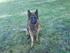 Mine hunde