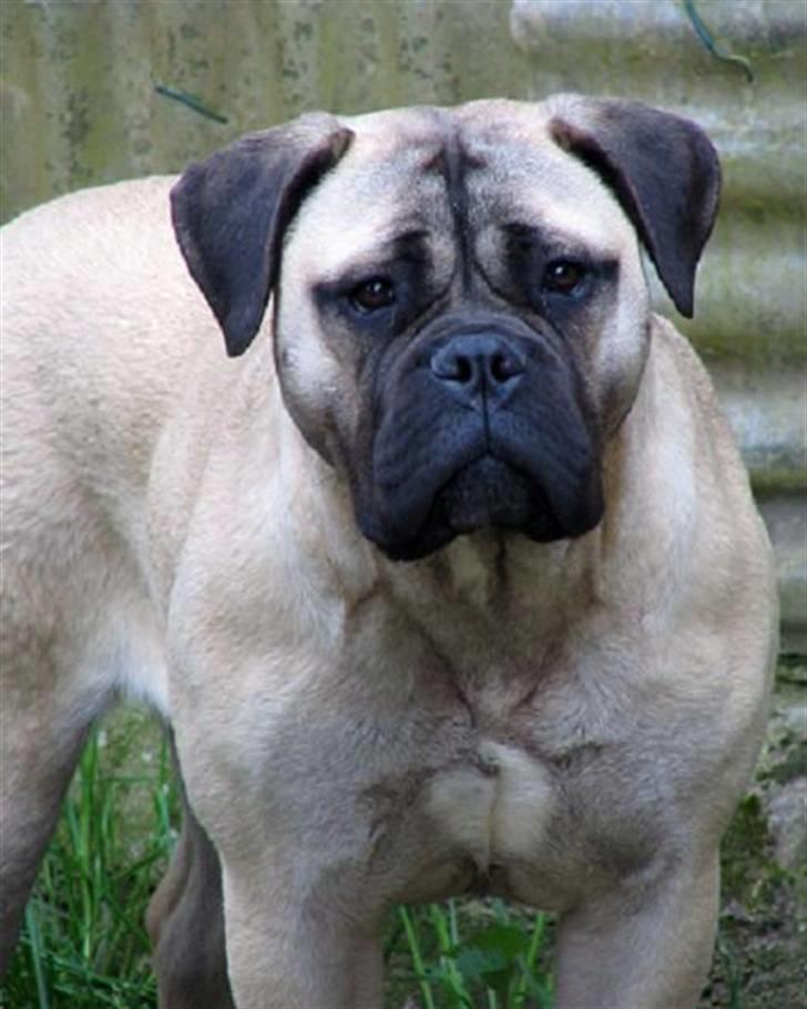 Goya - Til Chatriiiiiiiiine ;o) billede 10