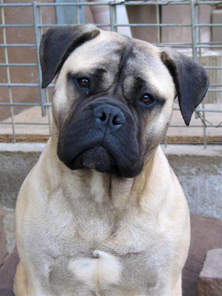 Goya - Se på mig ;o) billede 11