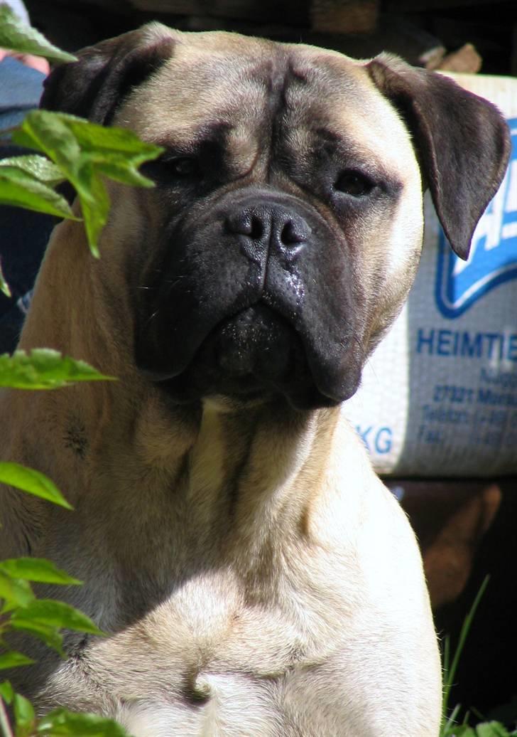 Goya - Bonnie... billede 12