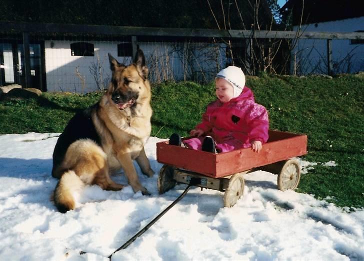 Goya - Hallååååååååå hund....træk mig! billede 15