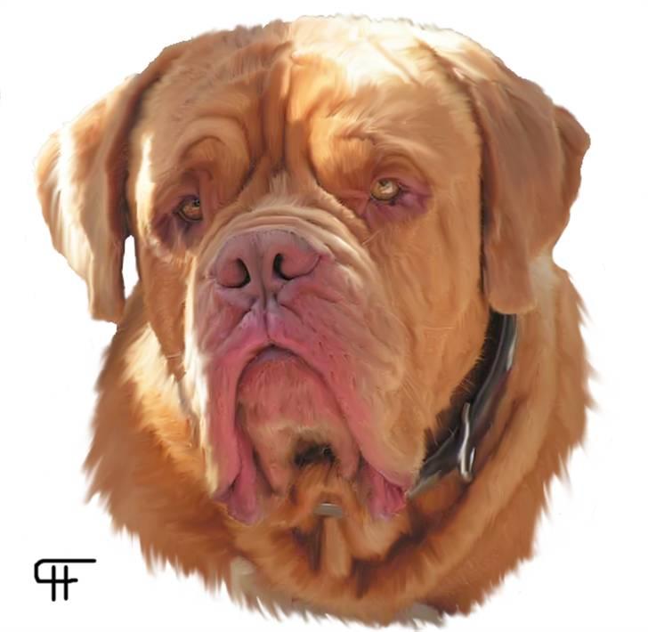 Tegninger af andres hunde - Dogue de bordeaux Arnold Grandis billede 273