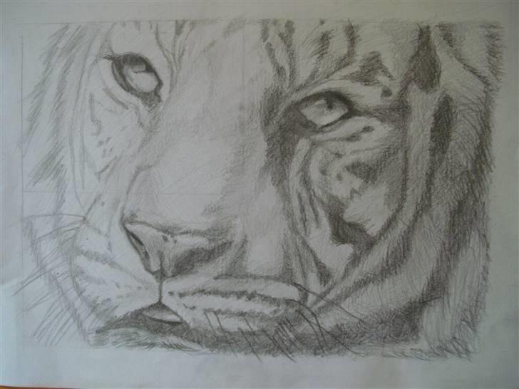 Tiger tegning :)  - Min tiger tegning som jeg er i gang med (: billede 2