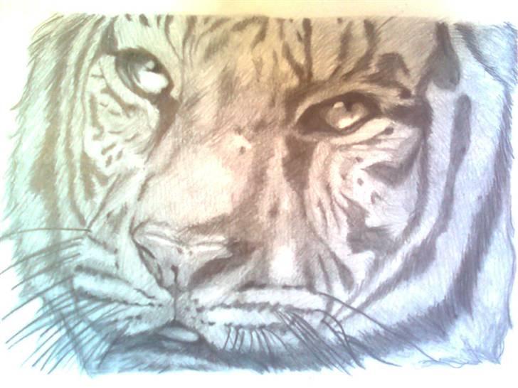 Tiger tegning :)  - Næsten færdig, men mangler stadig at fin pusse den ;) billede 3