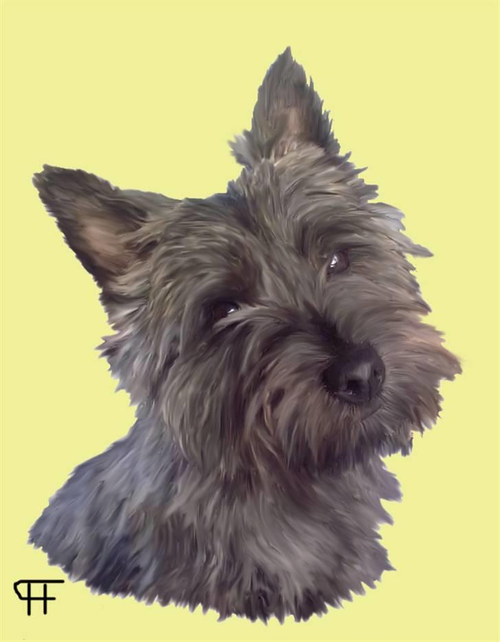 Tegninger af andres hunde - Cairn terrier Mille. billede 275