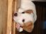 Jack Russell hvalpe.
