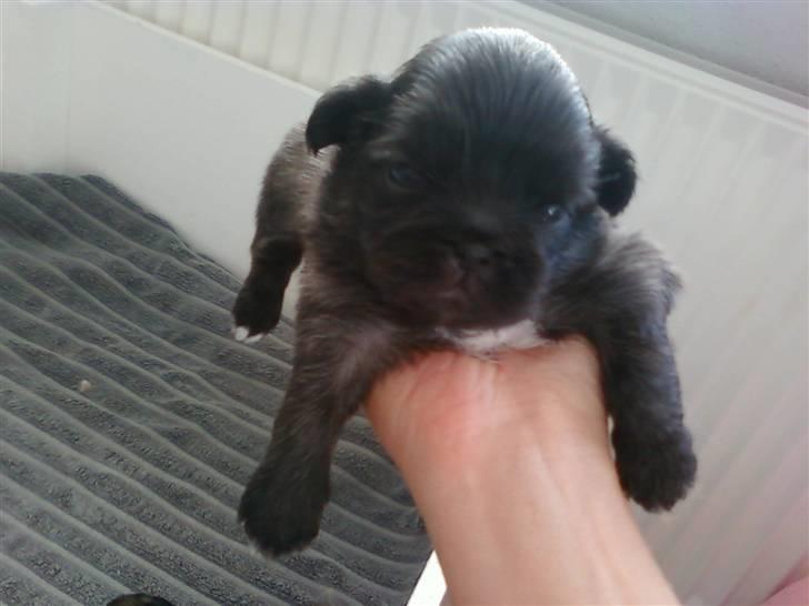 Pekingeser hvalpe - Arnold, han bor på Sjælland billede 6