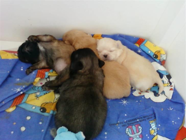 Pekingeser hvalpe - Se hvor de putter<3 billede 7