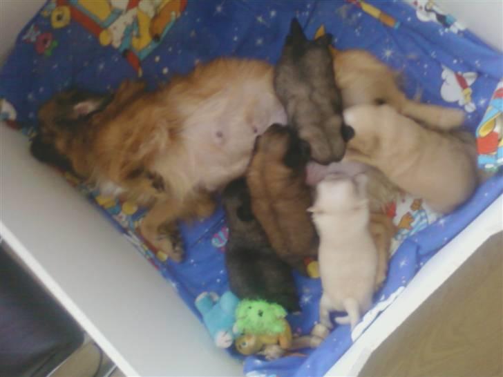 Pekingeser hvalpe - De ligger lige og får lidt bryst:) billede 8