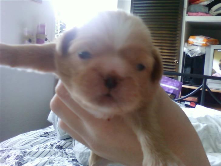 Pekingeser hvalpe - Rolf:) billede 9