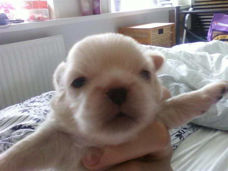 Pekingeser hvalpe - Kasper han bor i Århus billede 10