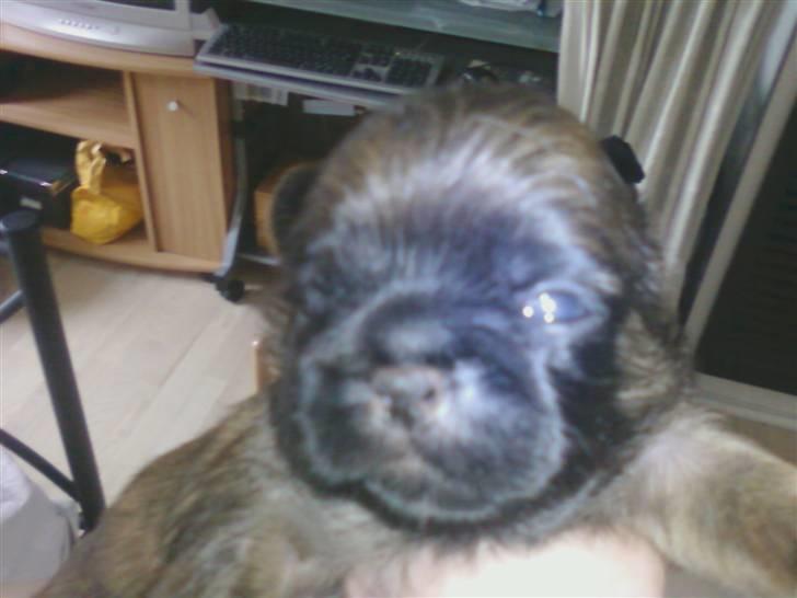 Pekingeser hvalpe - Isabella bor ved Esbjerg billede 11