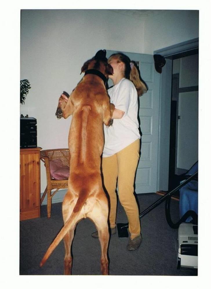 Andre og gamle hunde.. - Toto min gamle hund som var en afrikansk løvehund. billede 1