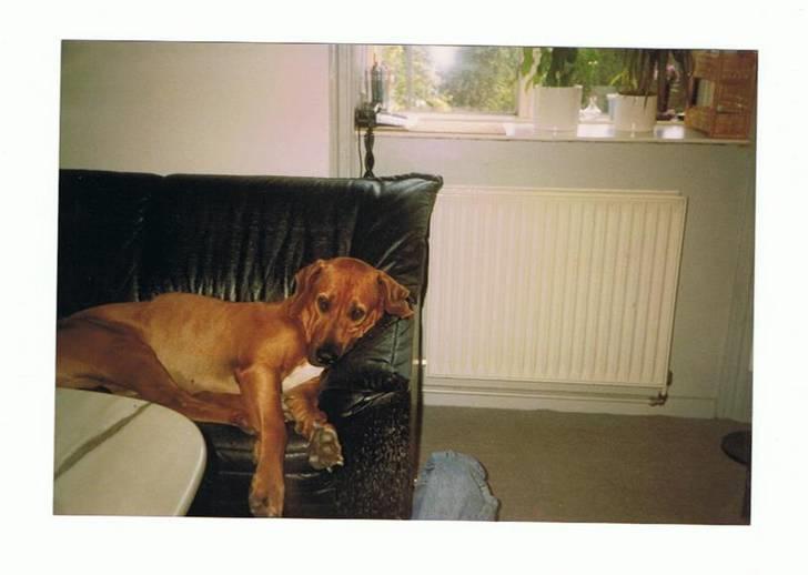 Andre og gamle hunde.. - Toto slapper af:-) billede 2