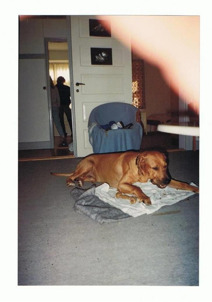 Andre og gamle hunde.. billede 4