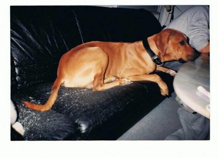 Andre og gamle hunde.. billede 5
