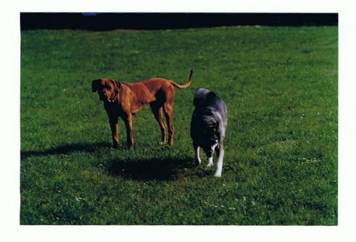 Andre og gamle hunde.. - Toto med sin bedste hundeven.. Lenca en svensk hjemthund. billede 6