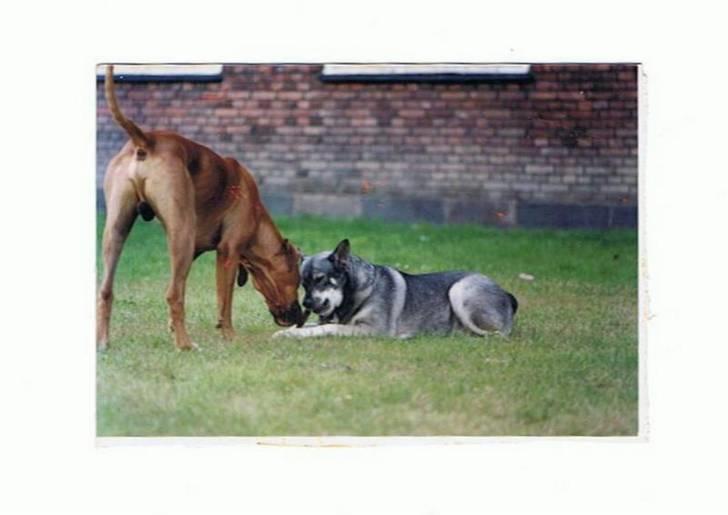 Andre og gamle hunde.. billede 7