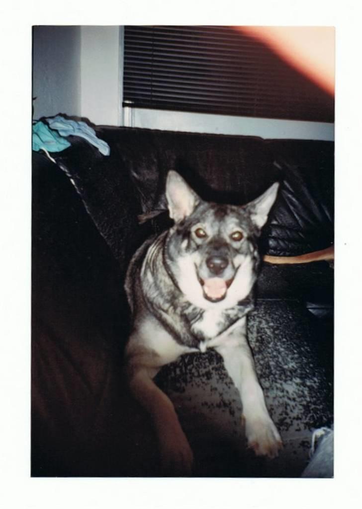 Andre og gamle hunde.. - Lenca. billede 9