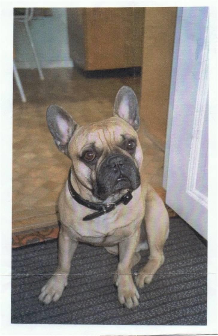 Andre og gamle hunde.. - Gizmos far..:-) billede 10