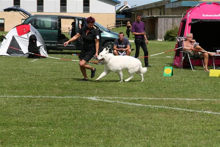 KHKG Udstilling billede 11