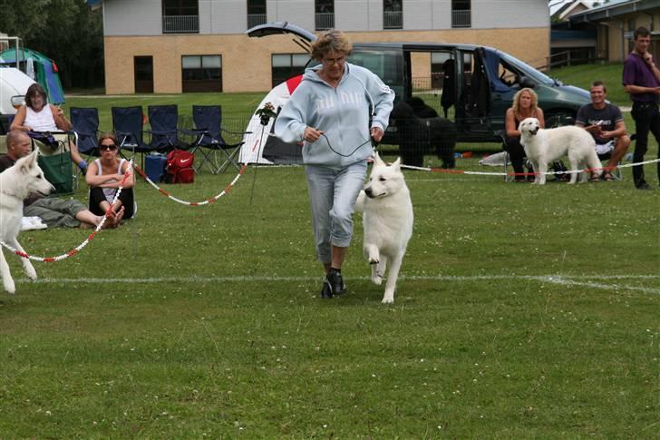 KHKG Udstilling billede 16