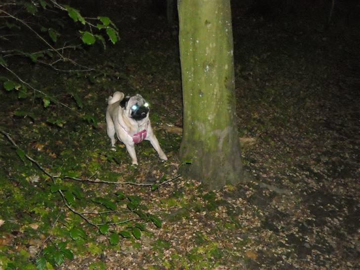 {{currentPhoto.altText}} billede {{currentPhoto.number}}