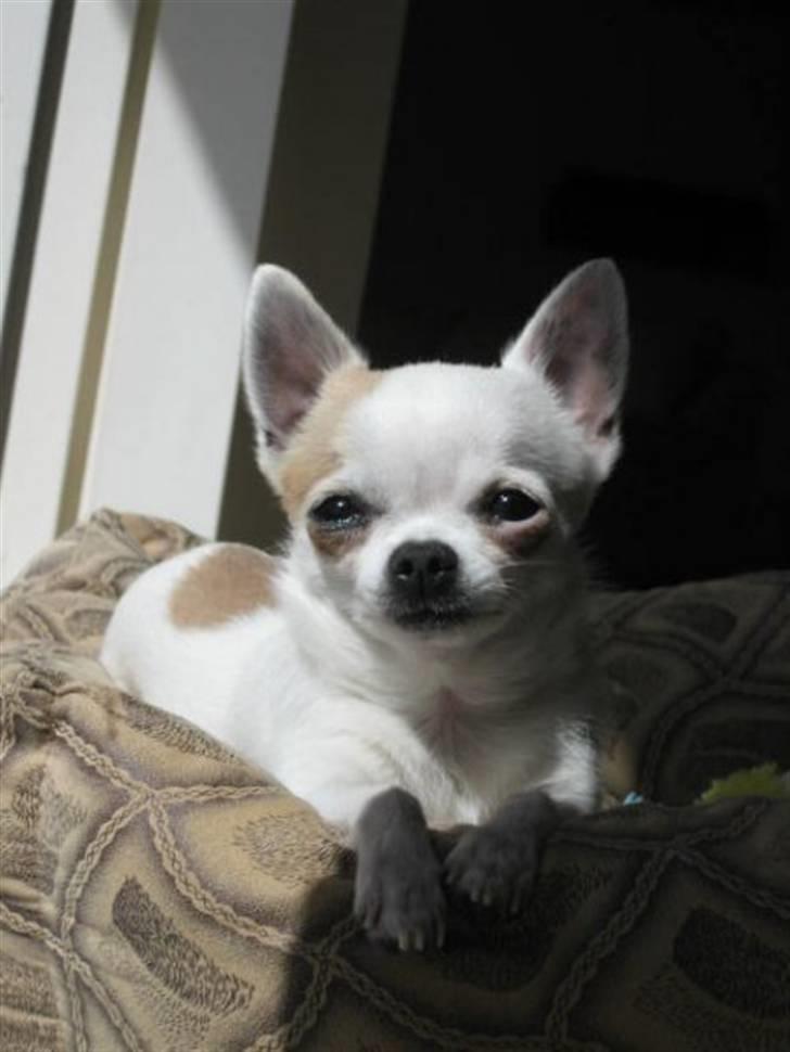 Datterens Chihuahua - Diverse hund - Fotos fra Chalotte N