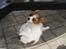 Hundeleg 2-8-09