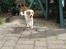 Hundeleg 2-8-09