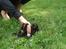 Hundeleg 2-8-09