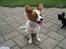 Hundeleg 2-8-09